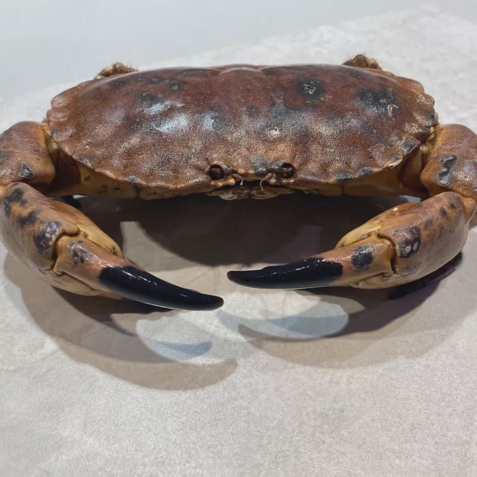 Krab