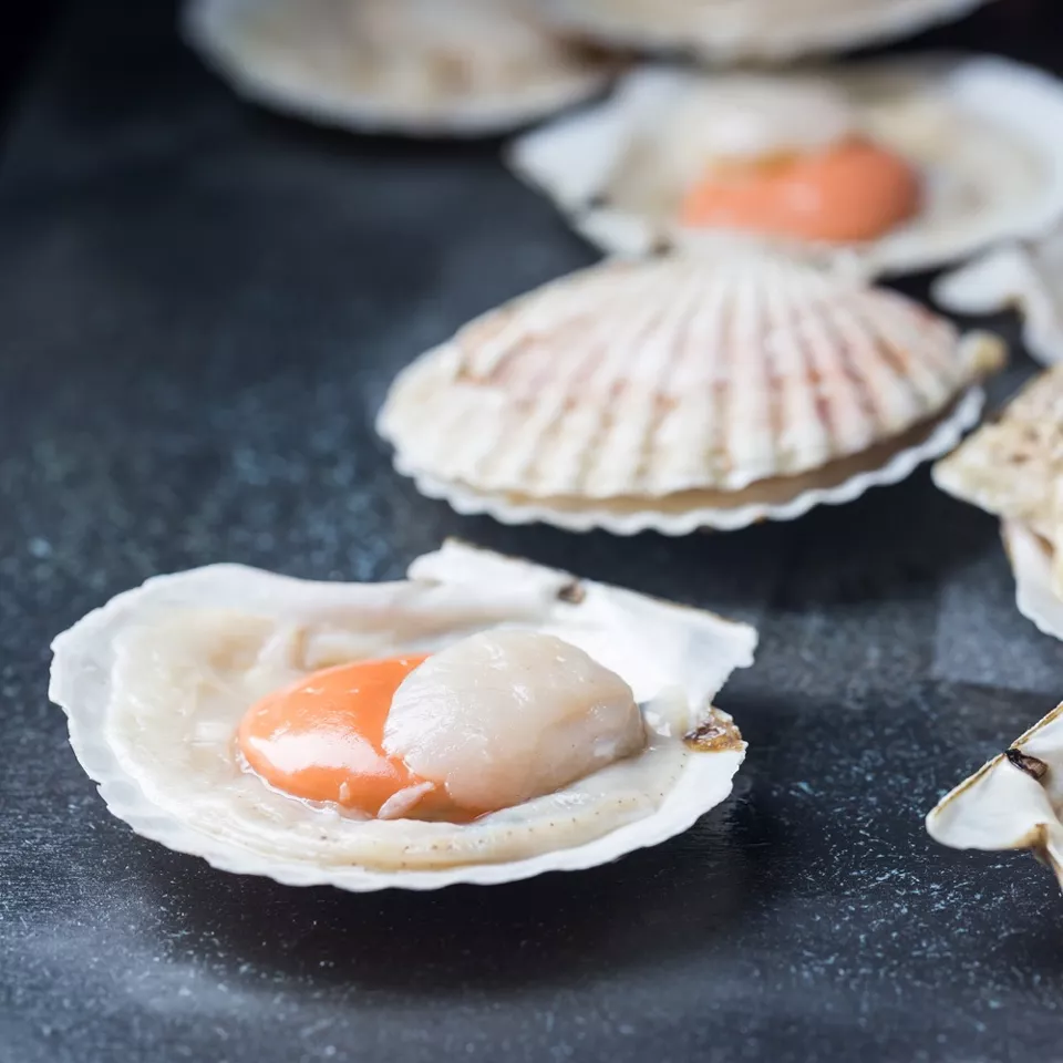 Verse Coquilles in de schelp
