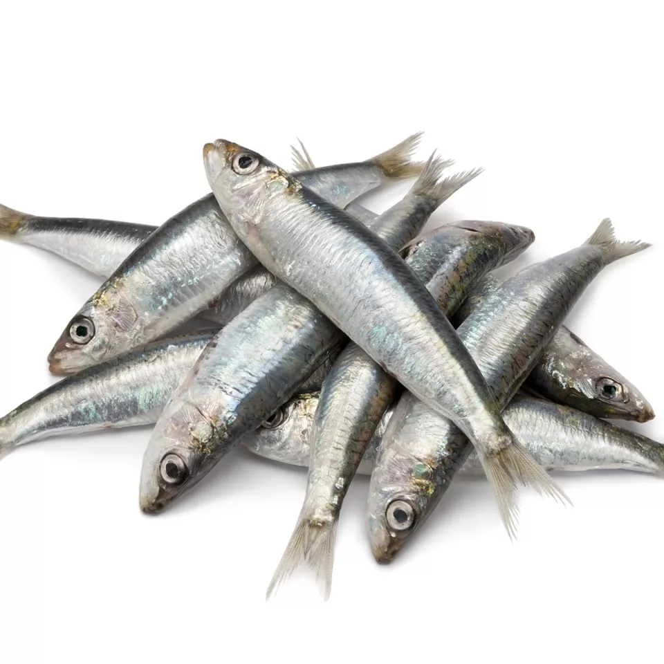 Sardines