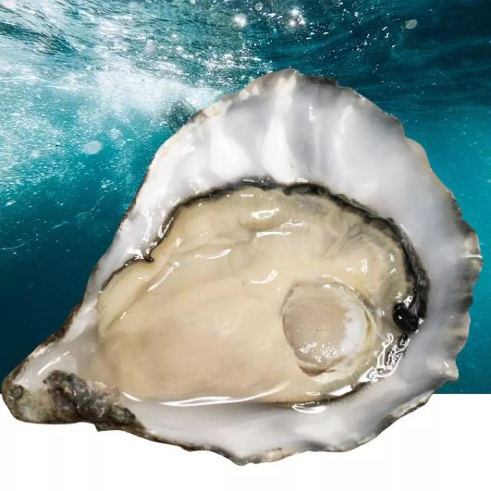 Mor oesters