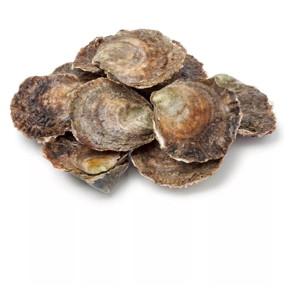 Platte Zeeuwse oesters 